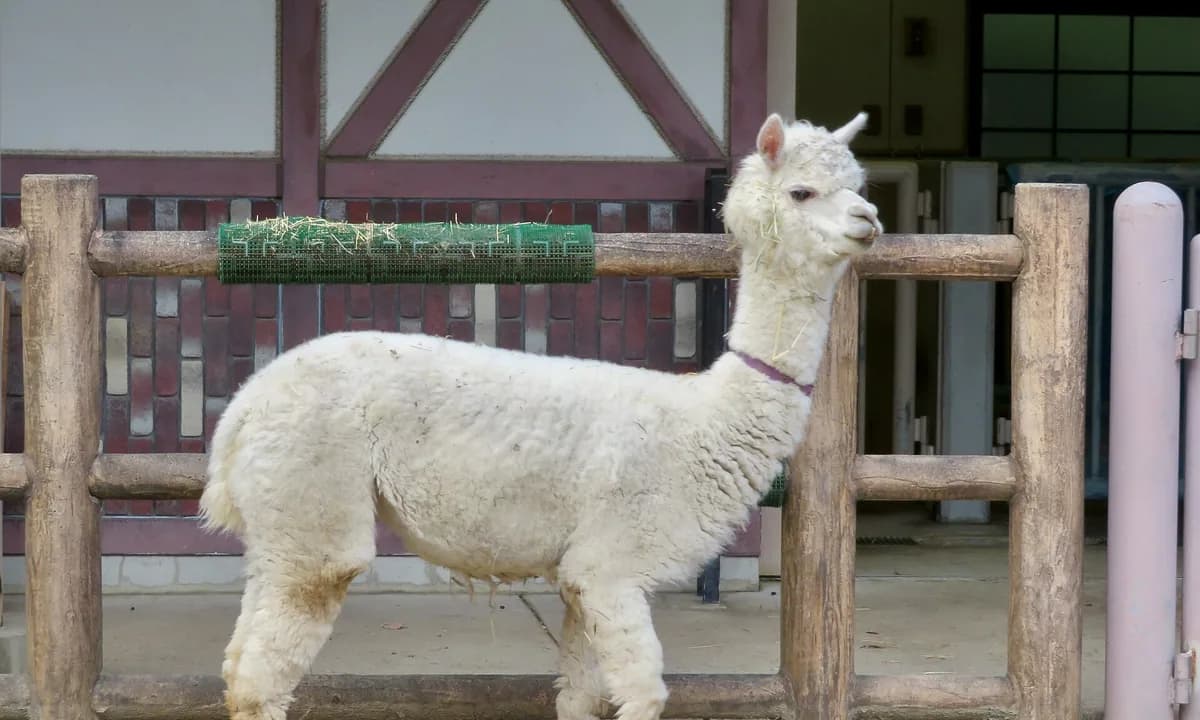 Альпака