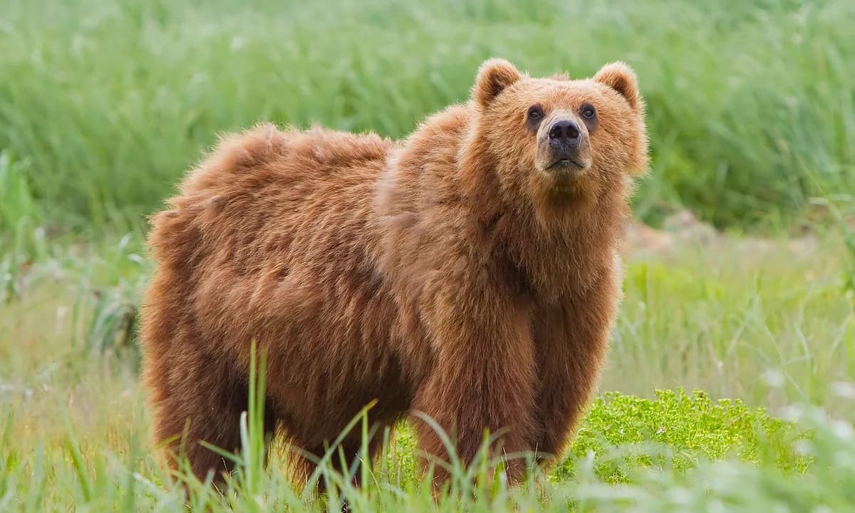 Медведь