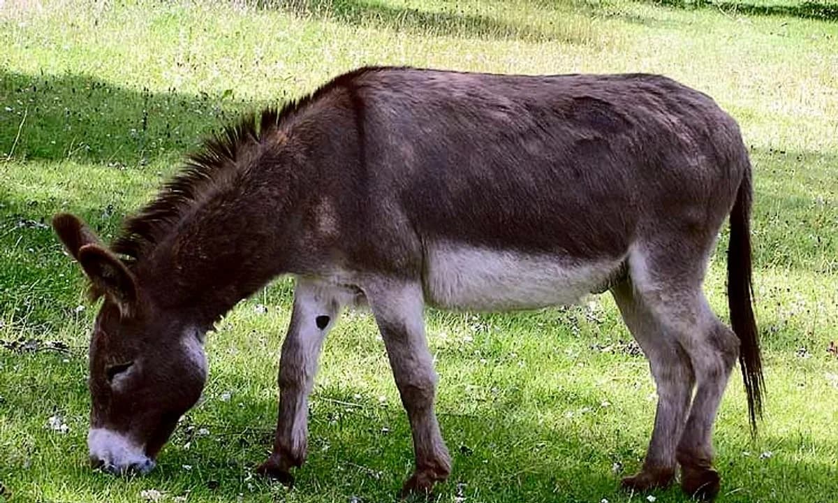 Осёл