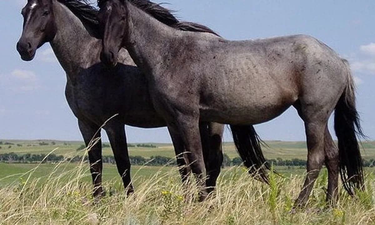 Лошадь