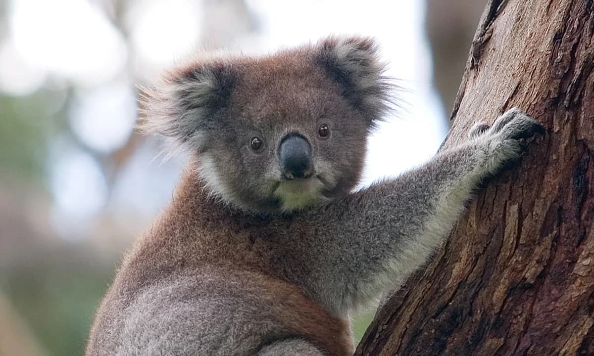 Коала