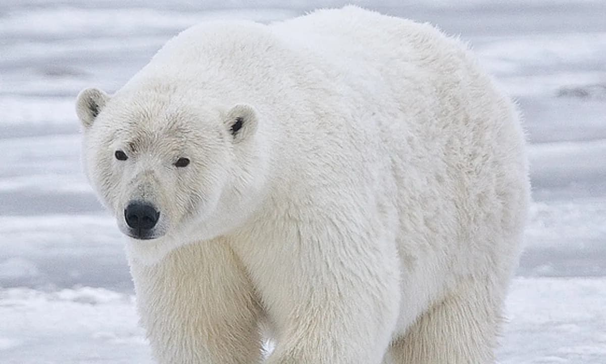 Белый медведь