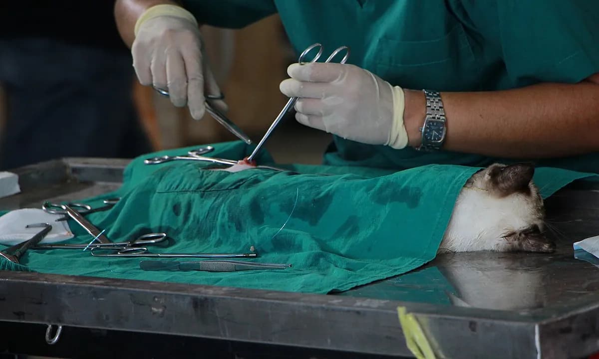 Veterinarian