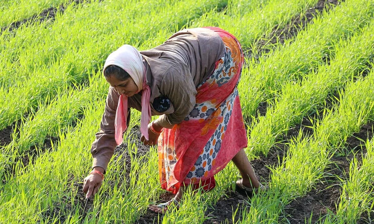 Farmer