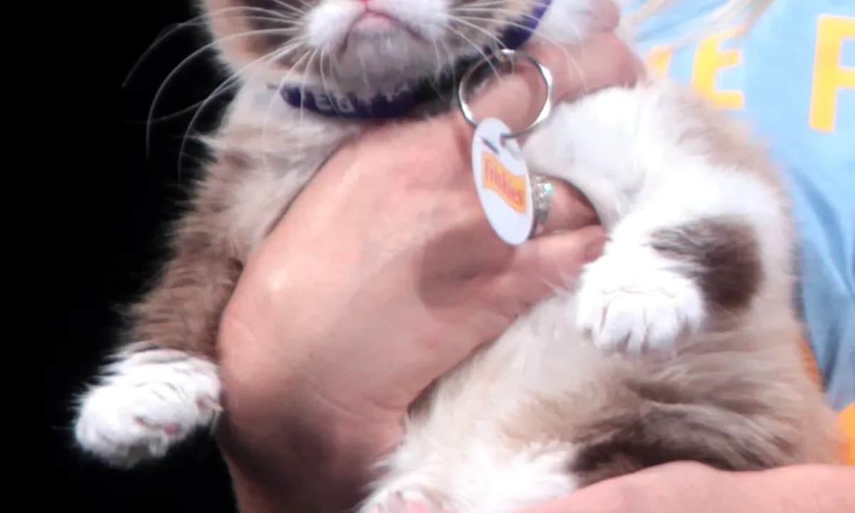 Grumpy Cat