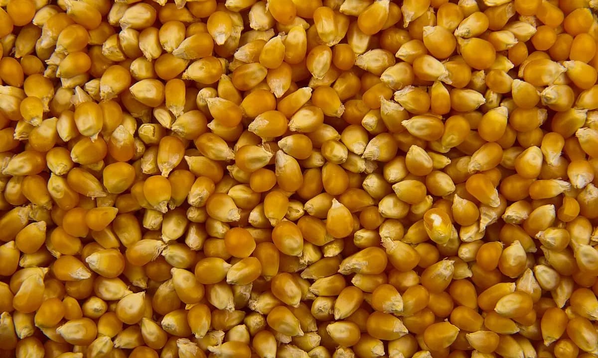Popcorn