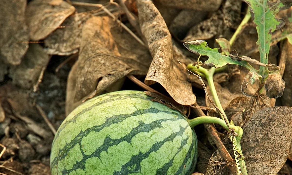 Watermelon