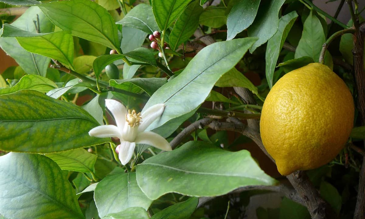 Lemon