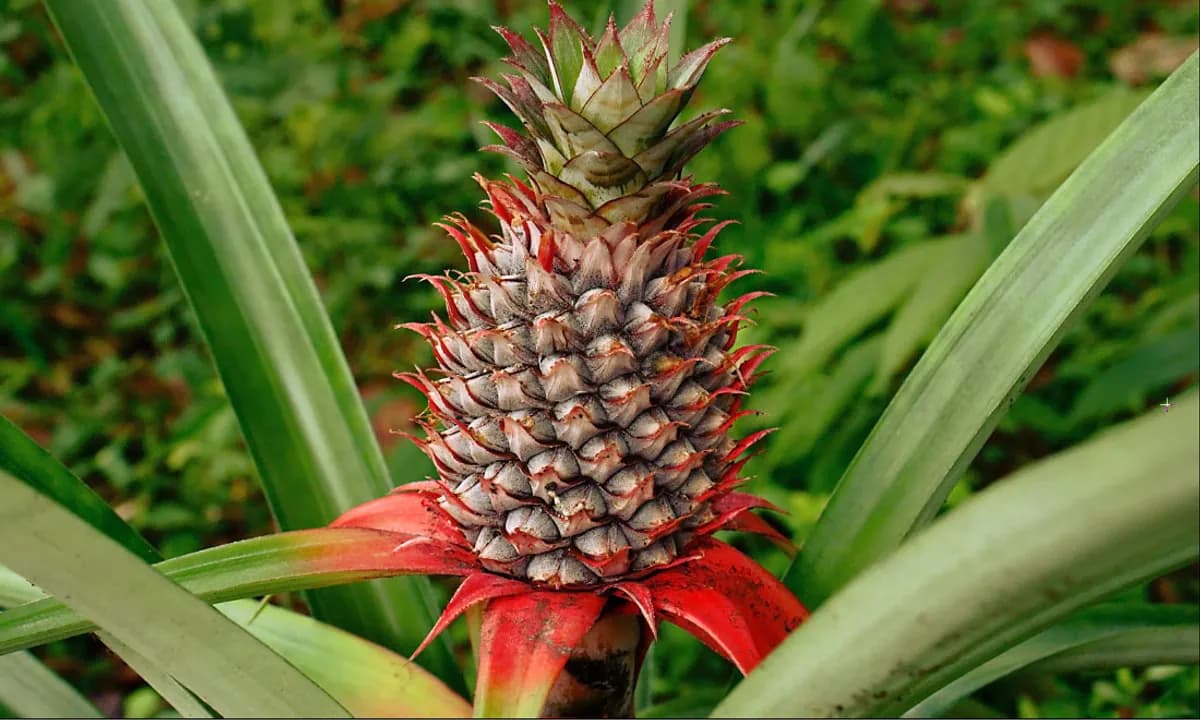 Pineapple