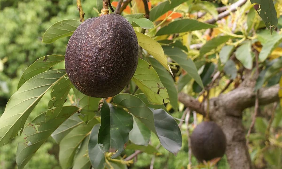 Avocado